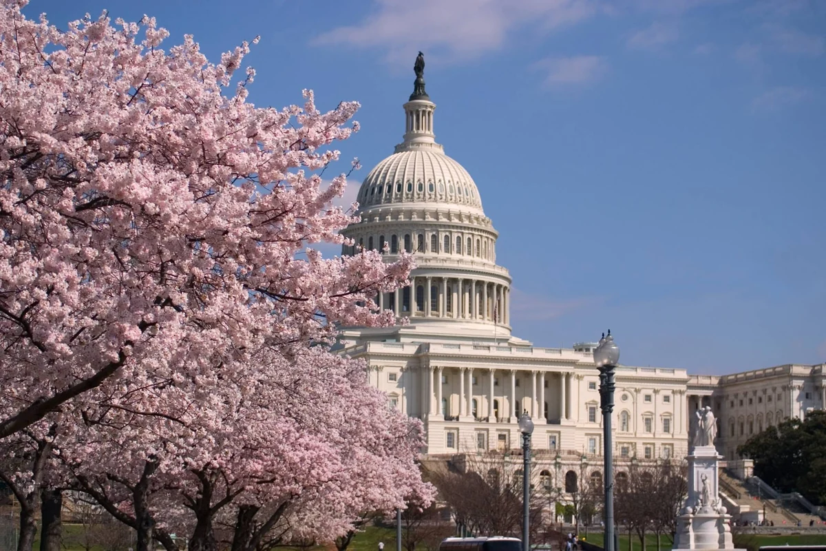 United States Capitol framed by cherry blossoms